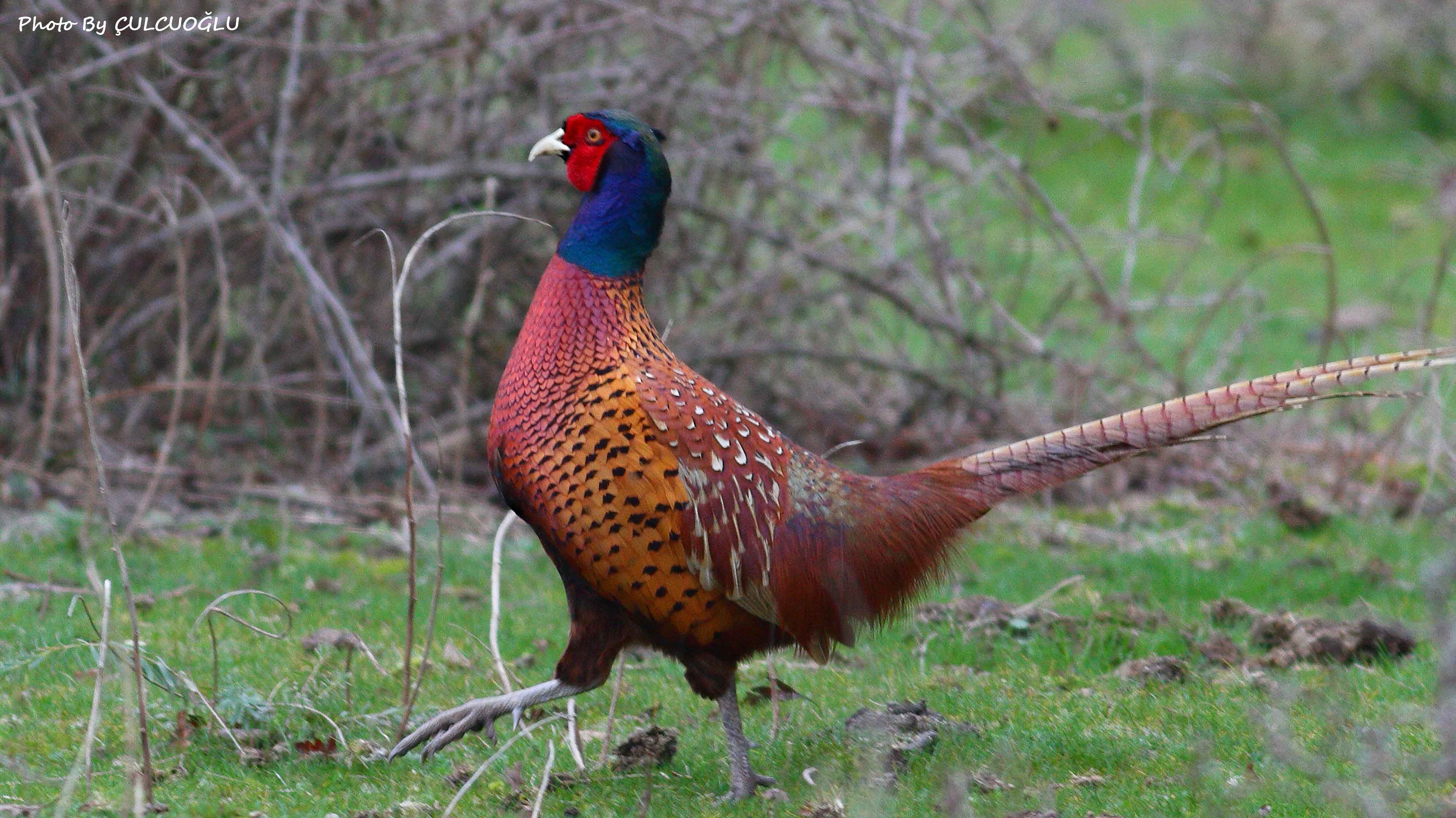 Ring-necked Pheasant